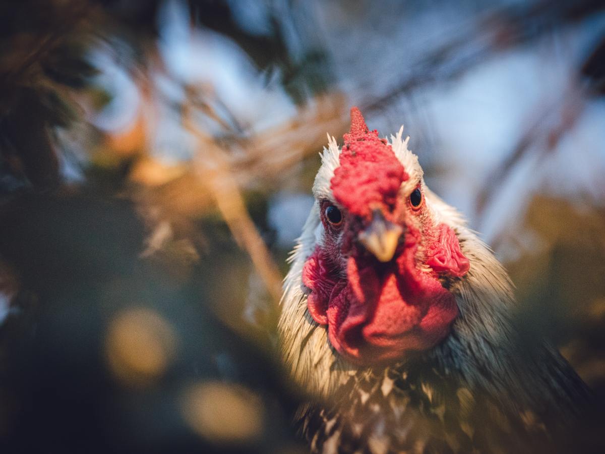 Chicken Clairvoyant And The Foolish&nbsp;Knight