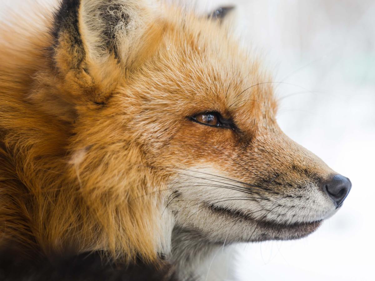 The Dragon And The&nbsp;Fox