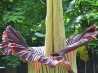 A Rose By Any Other&nbsp;Smell