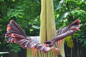 A Rose By Any Other&nbsp;Smell