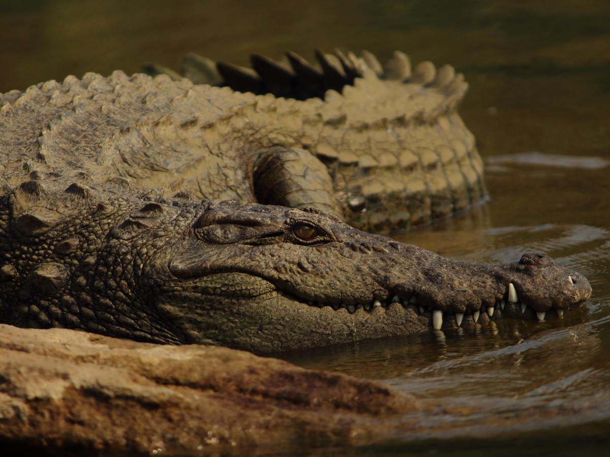 The Platypus Superhero